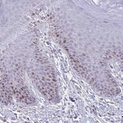 Immunohistochemistry-Paraffin: CENPH Antibody [NBP1-82546]