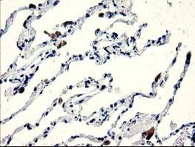 Immunohistochemistry: CENPH Antibody (OTI2G4) - Azide and BSA Free [NBP2-72163]