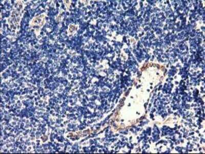 Immunohistochemistry: CENPH Antibody (OTI2G4) - Azide and BSA Free [NBP2-72163]