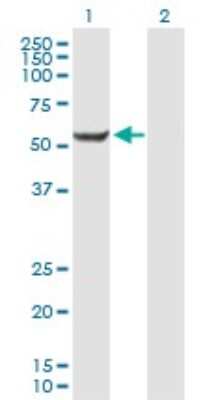 Western Blot: CENPI Antibody [H00002491-B01P]