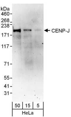 Western Blot: CENPJ Antibody [NBP1-50018]