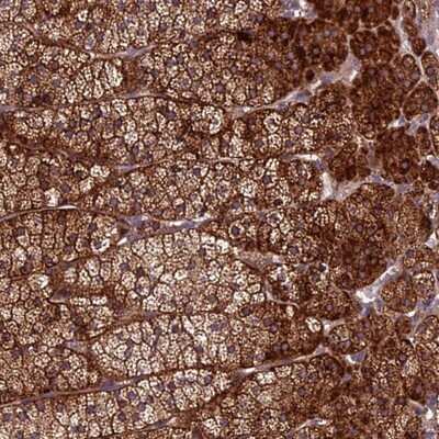 Immunohistochemistry-Paraffin: CENPL Antibody [NBP1-88485]