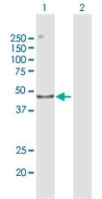 Western Blot: CENPL Antibody [H00091687-B02P]