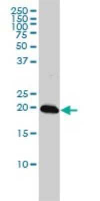 Western Blot: CENPM Antibody (4C12-2C8) [H00079019-M01]