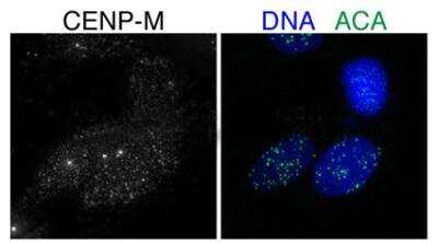 Immunocytochemistry/ Immunofluorescence: CENPM Antibody [NBP1-54361]