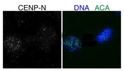 Immunocytochemistry/ Immunofluorescence: CENPN Antibody [NBP1-79664]