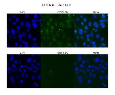 Immunocytochemistry/ Immunofluorescence: CENPN Antibody [NBP1-79664]