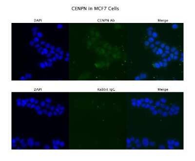 Immunocytochemistry/ Immunofluorescence: CENPN Antibody [NBP1-79664]