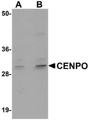 Western Blot: CENPO AntibodyBSA Free [NBP1-76240]