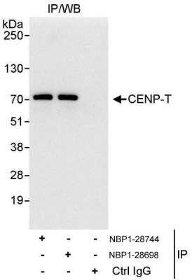 Immunoprecipitation: CENPT Antibody [NBP1-28698]