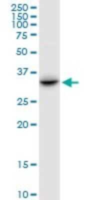 Western Blot: CENPV Antibody [H00201161-B01P]