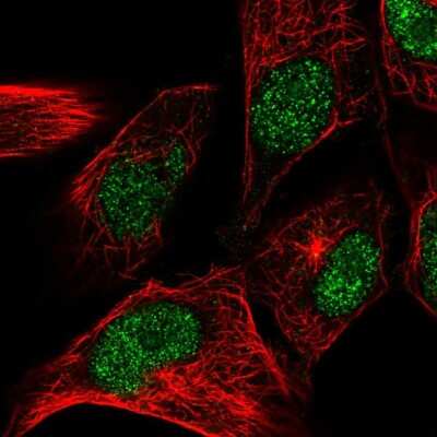 Immunocytochemistry/ Immunofluorescence: CENPW Antibody [NBP2-57078]