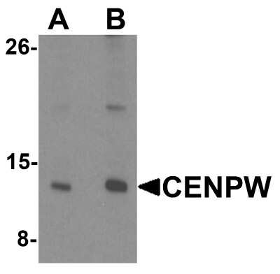 Western Blot: CENPW AntibodyBSA Free [NBP2-81905]