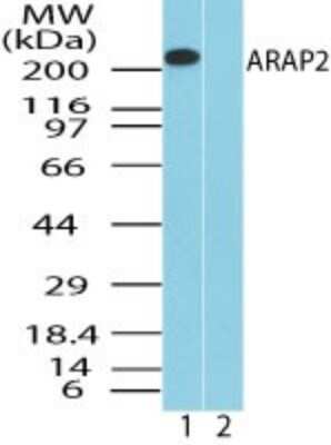 Western Blot: CENTD1 Antibody [NBP2-24620]