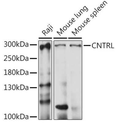 Western Blot: CEP110 AntibodyAzide and BSA Free [NBP2-92208]