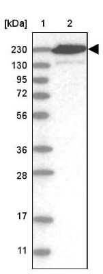 Western Blot: CEP110 Antibody [NBP2-48546]