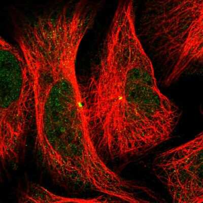 Immunocytochemistry/ Immunofluorescence: CEP152 Antibody [NBP1-82953]