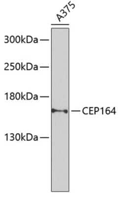 Western Blot: CEP164 AntibodyBSA Free [NBP2-92844]