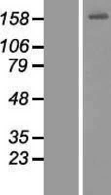 Western Blot: CEP164 Overexpression Lysate [NBP2-07245]