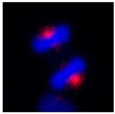 Immunocytochemistry/ Immunofluorescence: CEP170 Antibody [NB100-55317]