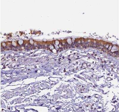 Immunohistochemistry-Paraffin: CEP170 Antibody [NBP2-34074]