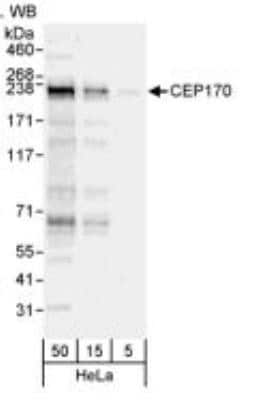 Western Blot: CEP170 Antibody [NB100-55317]