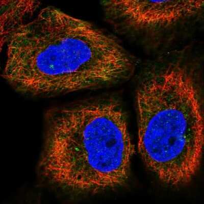 Immunocytochemistry/ Immunofluorescence: CEP170B Antibody [NBP2-31992]