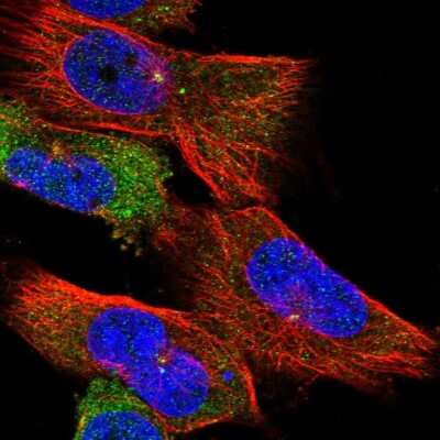 Immunocytochemistry/ Immunofluorescence: CEP192 Antibody [NBP1-84634]
