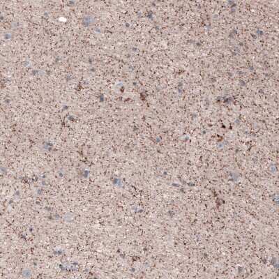 Immunohistochemistry-Paraffin: CEP192 Antibody [NBP1-84634]