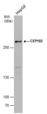 Western Blot: CEP192 Antibody [NBP3-13047]