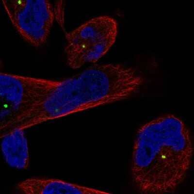 Immunocytochemistry/ Immunofluorescence: CEP250 Antibody [NBP2-57371]