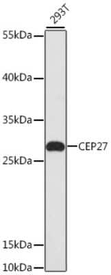 Western Blot: CEP27 AntibodyAzide and BSA Free [NBP3-04556]