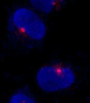 Immunocytochemistry/ Immunofluorescence: CEP290 Antibody [NB100-86991]