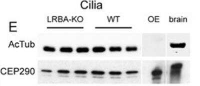 Western Blot: CEP290 Antibody [NB100-86991]