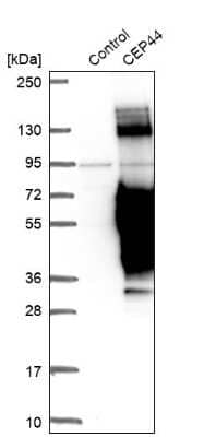 Western Blot: CEP44 Antibody [NBP1-90640]