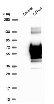 Western Blot: CEP44 Antibody [NBP1-90641]