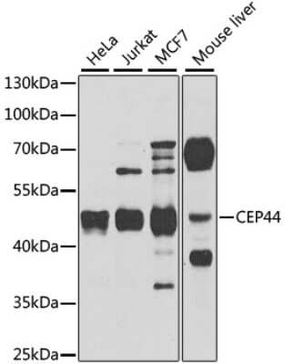 Western Blot: CEP44 AntibodyBSA Free [NBP2-92537]