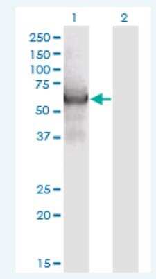 Western Blot: CEP55 Antibody (6A10) [H00055165-M05-100ug]