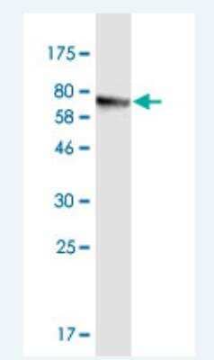 Western Blot: CEP55 Antibody (6A10) [H00055165-M05-100ug]