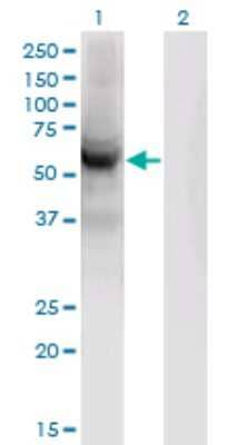 Western Blot: CEP55 Antibody (6B1) [H00055165-M06]