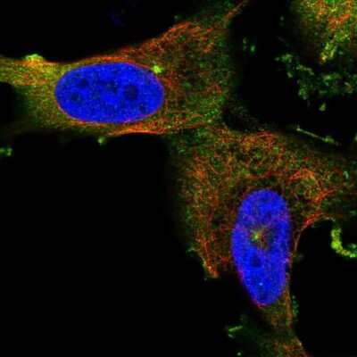 Immunocytochemistry/ Immunofluorescence: CEP55 Antibody [NBP1-91778]