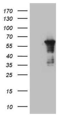 Western Blot: CEP55 Antibody (OTI10C4)Azide and BSA Free [NBP2-71990]