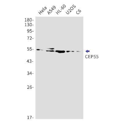 Western Blot: CEP55 Antibody (S05-6A6) [NBP3-15012]