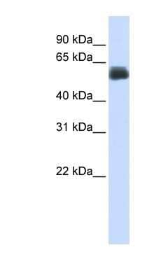 Western Blot: CEP55 Antibody [NBP1-53039]