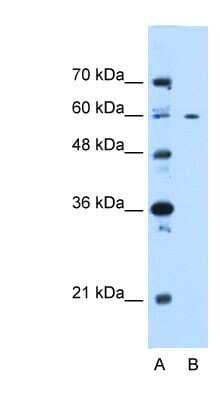 Western Blot: CEP55 Antibody [NBP1-53040]