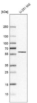 Western Blot: CEP55 Antibody [NBP1-91778]