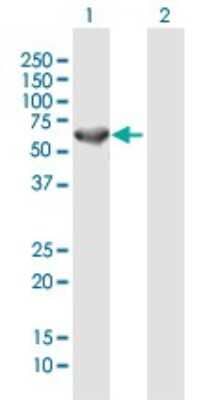 Western Blot: CEP57 Antibody [H00009702-B01P]