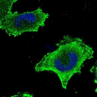 Immunocytochemistry/ Immunofluorescence: CEP57L1 Antibody [NBP1-88761]