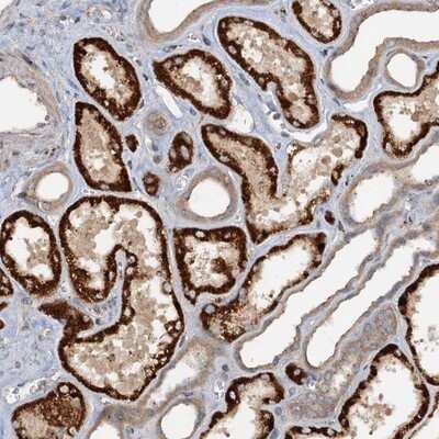 Immunohistochemistry-Paraffin: CEP68 Antibody [NBP1-82988]