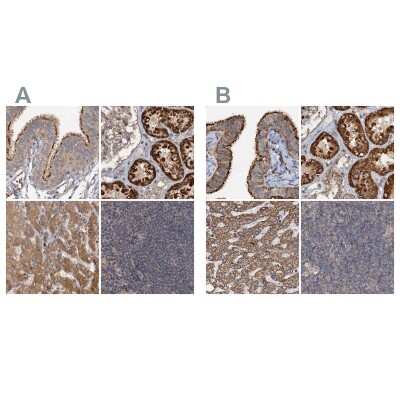 Immunohistochemistry-Paraffin: CEP68 Antibody [NBP1-82988]